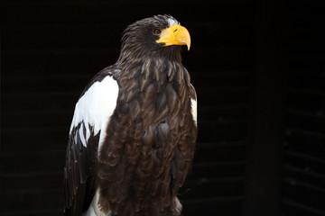 stolzer Adler