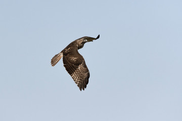 Swainson's Hawk in flight against blue sky