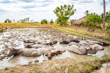 Animal stock in Southeast Asia. Herd of cattle, zebu, buffaloes or cows in a field swims in a dirt, mud, hight water. Village in rural East Timor - Timor-Leste, near Baucau, Vemasse, Caicua