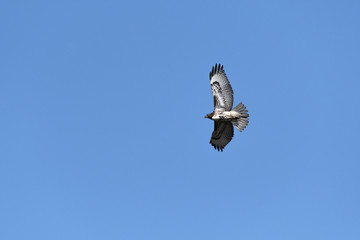 Swainson's Hawk in flight against blue sky