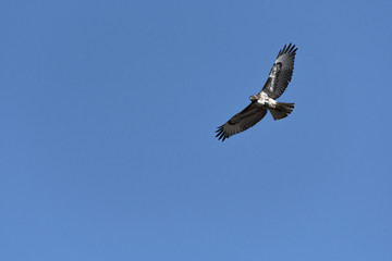Swainson's Hawk in flight against blue sky