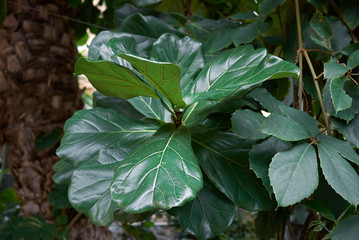 Ficus lyrata