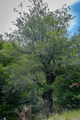 Spain.  Trees of the mountain of Palencia. Palencia