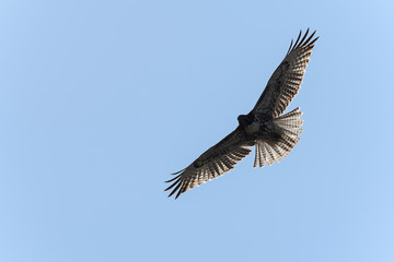 Fototapeta premium Swainson's Hawk in flight against blue sky
