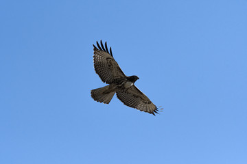 Swainson's Hawk in flight against blue sky