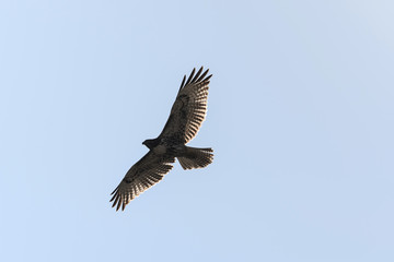 Swainson's Hawk in flight against blue sky