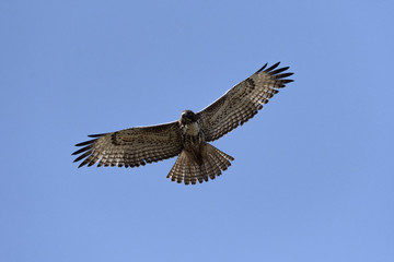 Swainson's Hawk in flight against blue sky