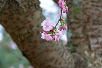 Macro photo of a cherry blossom flower
