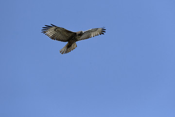 Swainson's Hawk in flight against blue sky