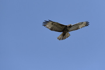 Swainson's Hawk in flight against blue sky