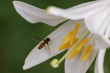 White lilium flowers in summer day,close up; Lilium candidum L.,