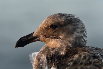 Close up portrait of Seagull on the Pacific coast in Monterey