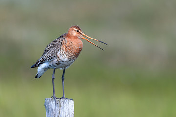 Black tailed godwit