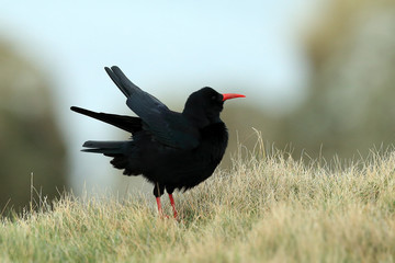 Chough