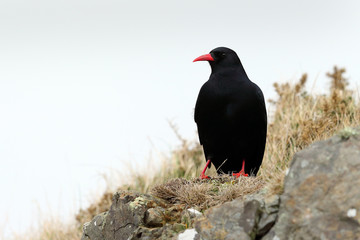Chough