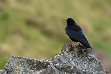 Chough