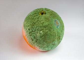 Rotten mandarin. Spoiled tangarin with green mold and fungus. Moldy fruit. Isolated on white background.