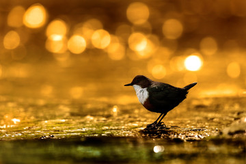 Dipper in Golden light