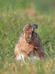 Brown Hare portrait