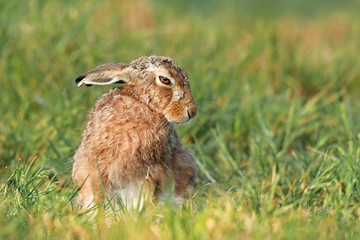 Brown Hare portrait