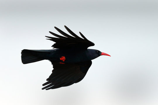 Chough