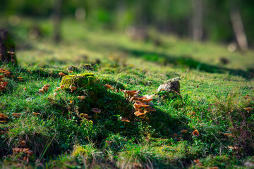 Alpine Mushrooms