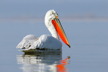 Dalmatian Pelican