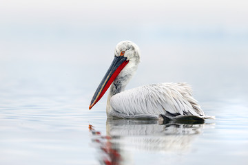 Dalmatian Pelican
