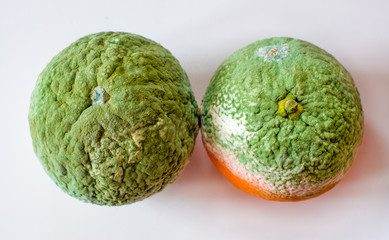 Rotten tangerines. Two spoiled mandarins with green mold and fungus. Moldy fruits. Isolated on white background.