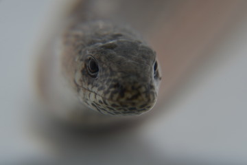 Blindschleiche