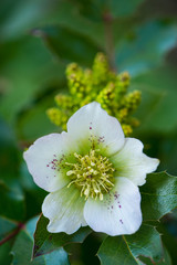 Helleborus blossoms in a spring garden