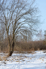 Winter landscape with tree