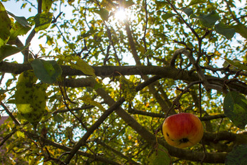 Apfel im Baum mit Sonne