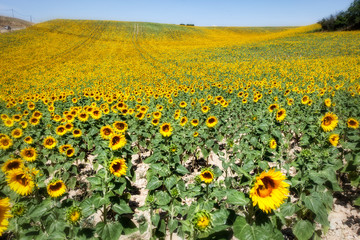 Large Field of Sunflowers