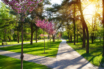 Beautiful morning spring park landscape with cherry blooming trees. Springtime