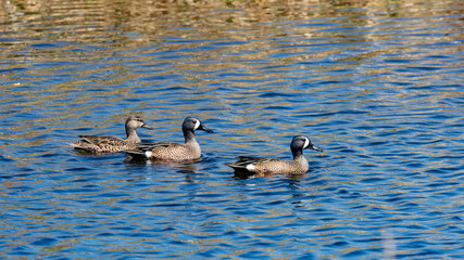 The beautiful Blue-winged Teal ducks paddle in a Florida wetlands