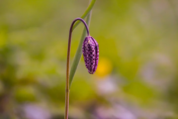 snakes head fritillaria