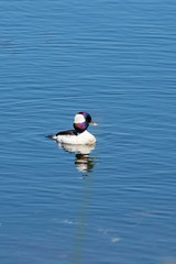 A breeding male Bufflehead shows its iridescent head on a bright sunny day along a shore of wetlands