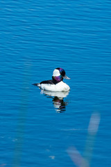 A breeding male Bufflehead shows its iridescent head on a bright sunny day along a shore of wetlands