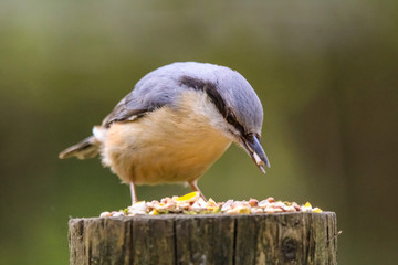 nuthatch