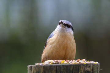nuthatch