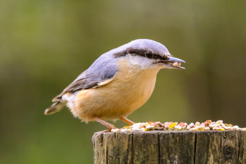 Fototapeta premium nuthatch