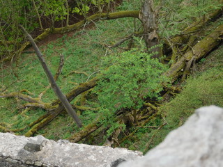 Fototapeta premium nature