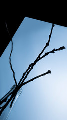 Dry branches in a glass bottle. Сreative composition of dry branches.