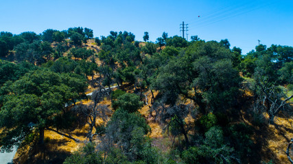 Fototapeta na wymiar California Roadside Forest Hills