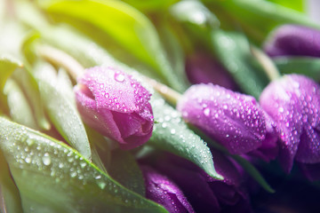 Beautiful purple tulips on dark rustic background