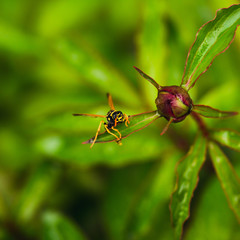 on a green wild flower