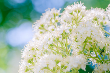branch of blooming bird cherry in front of blue sky. Copy space