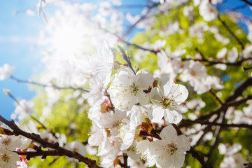 White cherry blossoms in spring sun with sky background