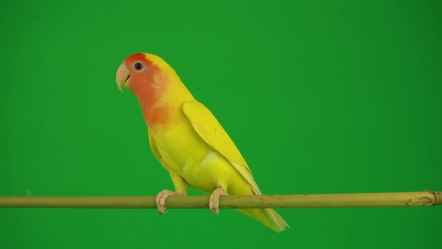 Pink-cheeked parrot on green background